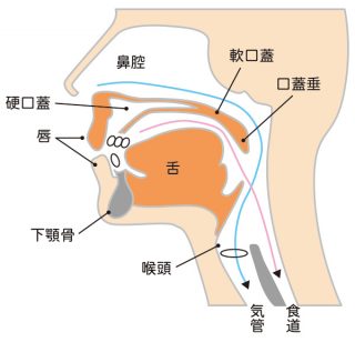 口腔内図